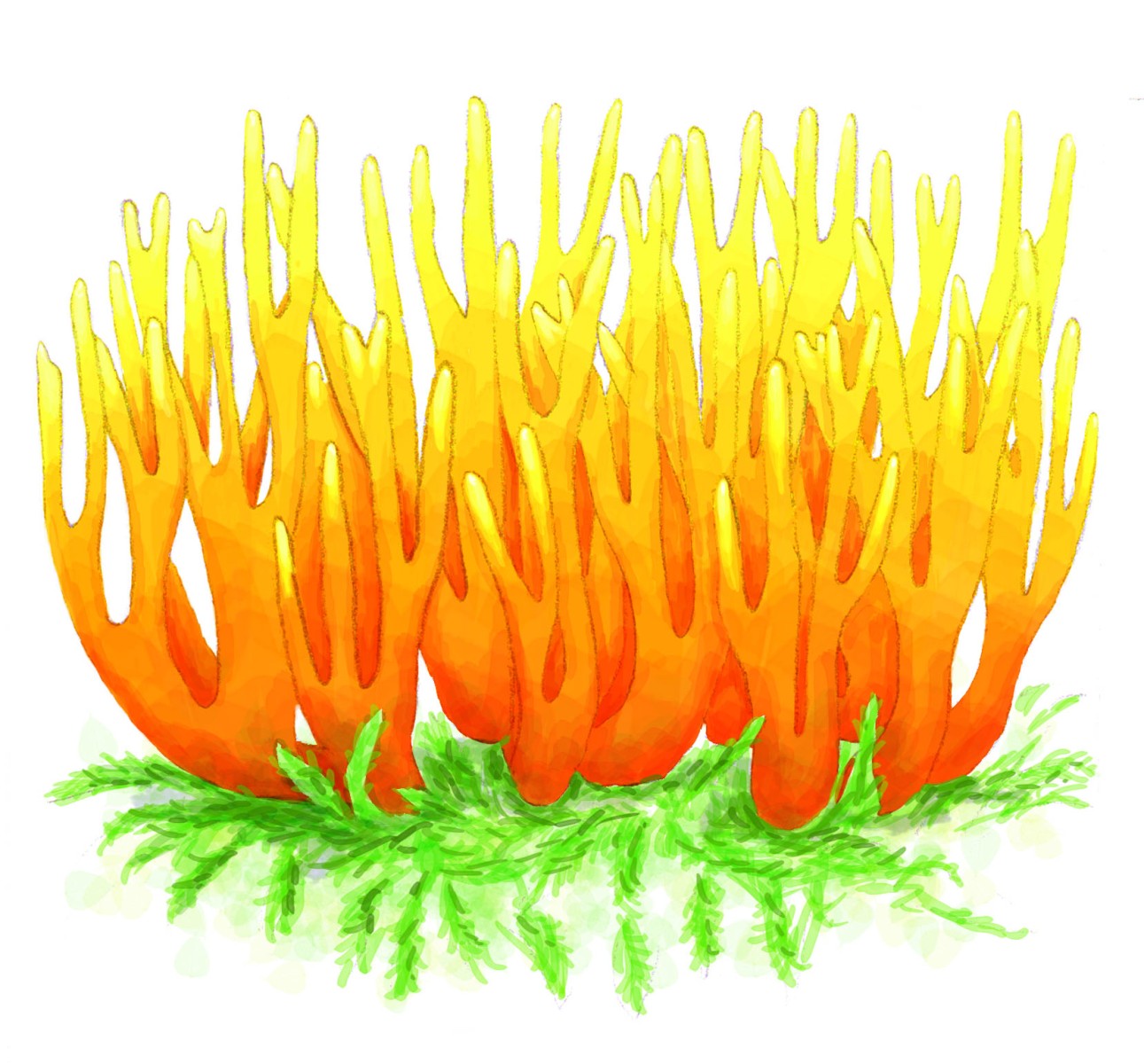 08-209_A_Yellow_stagshorn