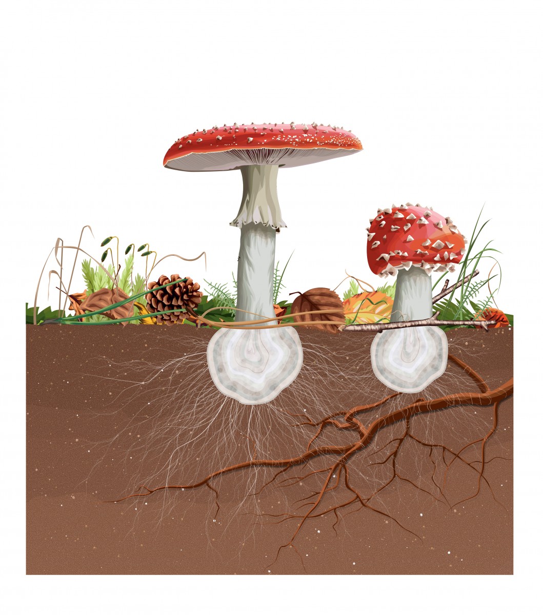 Forest Fungi