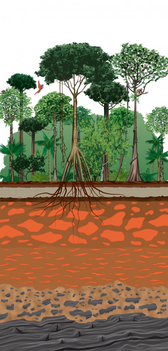 Rainforest Soil Structure