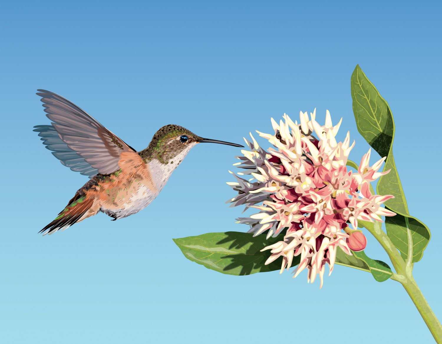 Humming Bird and Flower
