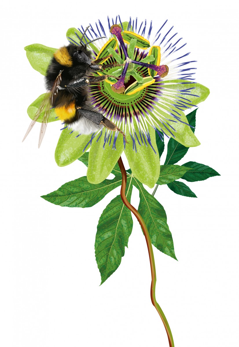 Bumblebee and Passionflower
