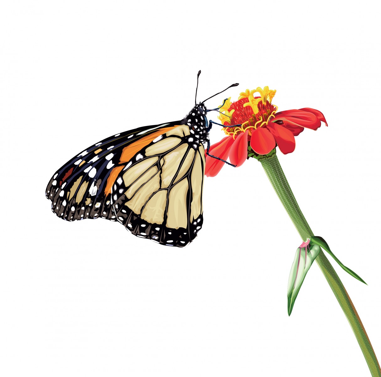 Monarch and Flower