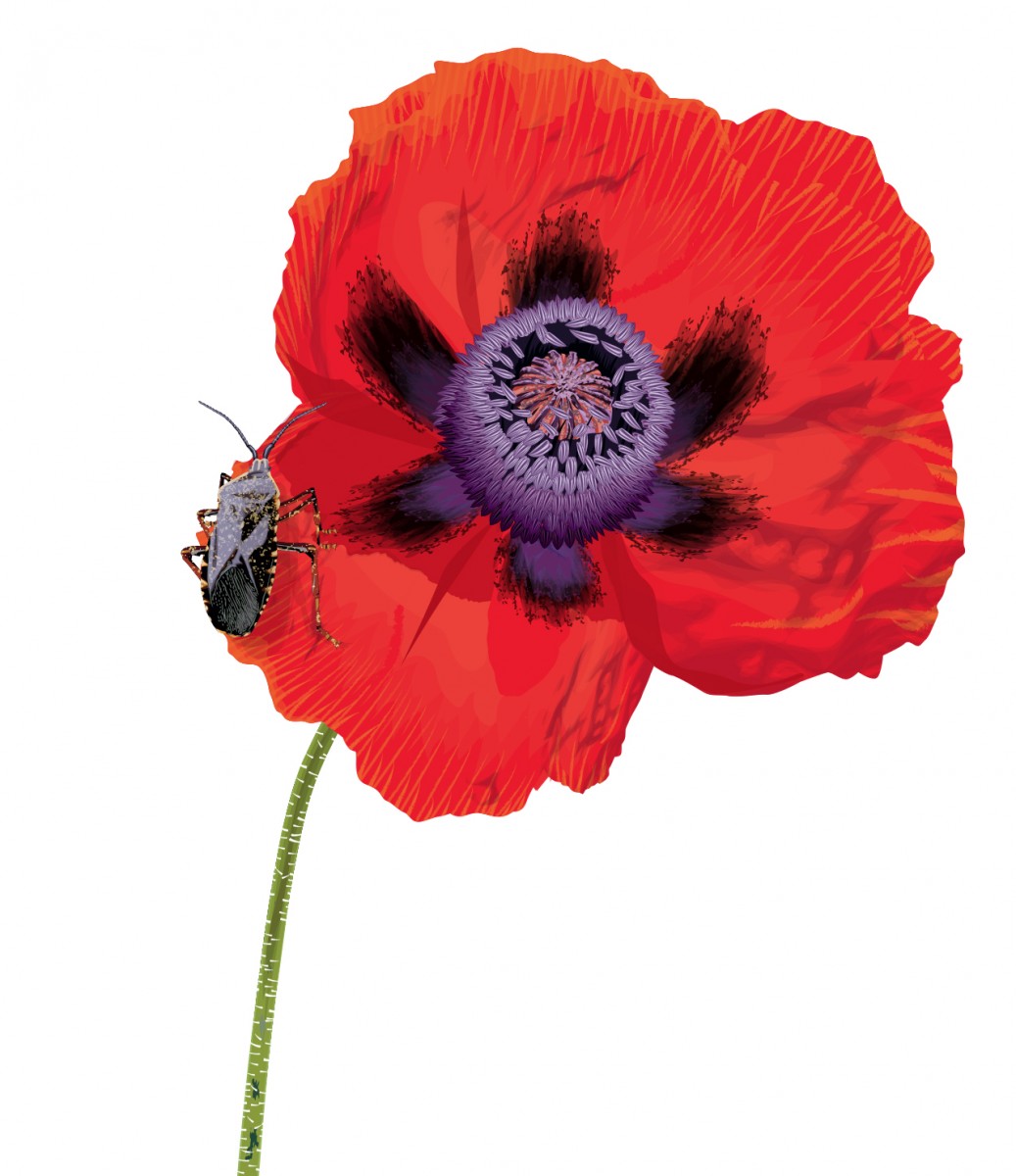 Poppy and Beetle